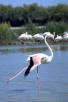 Le fameux flamant rose de Camargue.